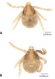 Attēlu rezultāti vaicājumam “Dermacentor reticulatus”