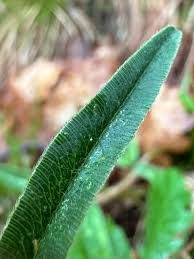 Attēlu rezultāti vaicājumam “Trifolium alpestre leaf”