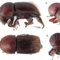 Attēlu rezultāti vaicājumam “Scolytidae”