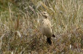 Attēlu rezultāti vaicājumam “Motacillidae”