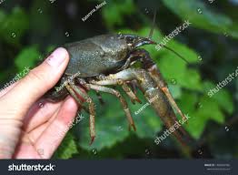 Attēlu rezultāti vaicājumam “Astacus astacus”