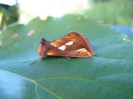 Attēlu rezultāti vaicājumam “Plusia festucae”