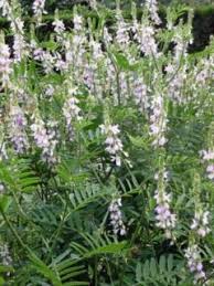 Attēlu rezultāti vaicājumam “Galega orientalis fruit”