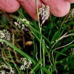 Attēlu rezultāti vaicājumam “Sesleria caerulea fruit”