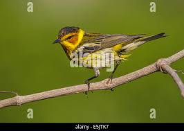 Image result for Dendroica tigrina