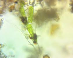 Attēlu rezultāti vaicājumam “Bulbochaete mirabilis”