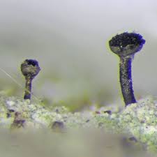 Attēlu rezultāti vaicājumam “Calicium salicinum”