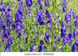 Attēlu rezultāti vaicājumam “Aconitum napellus bud”