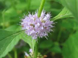 Attēlu rezultāti vaicājumam “Mentha arvensis leaf”