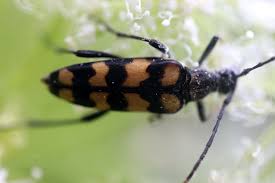 Attēlu rezultāti vaicājumam “Leptura quadrifasciata”