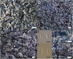 Attēlu rezultāti vaicājumam “Biatora sphaeroides”