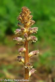 Attēlu rezultāti vaicājumam “Orobanche coerulescens bud”