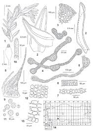 Attēlu rezultāti vaicājumam “Cinclidotus danubicus cells”