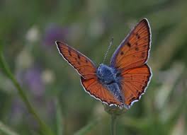 Attēlu rezultāti vaicājumam “Lycaena alciphron”
