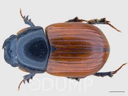 Attēlu rezultāti vaicājumam “Aphodius subterraneus”