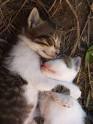 Cats in Love Pictures