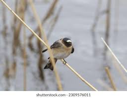 Image result for Petrochelidon pyrrhonota