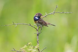 Attēlu rezultāti vaicājumam “Luscinia svecica adult”