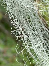 Attēlu rezultāti vaicājumam “Usnea filipendula”