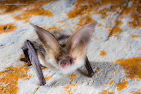 Attēlu rezultāti vaicājumam “Badhamiopsis scripta macro”