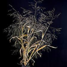 Attēlu rezultāti vaicājumam “Didymium xanthopus”