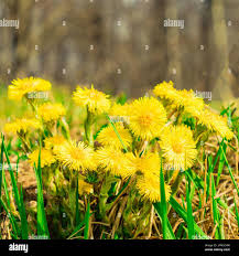 Attēlu rezultāti vaicājumam “Tussilago farfara flower”