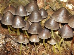 Attēlu rezultāti vaicājumam “Mycena viscosa”