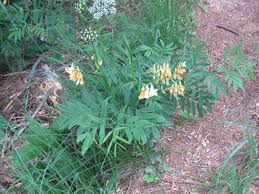 Attēlu rezultāti vaicājumam “Lathyrus laevigatus”