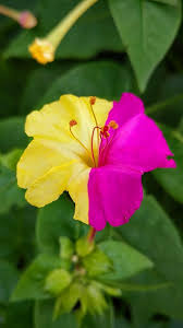 Image result for Mirabilis jalapa