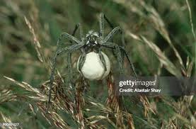 Attēlu rezultāti vaicājumam “Pisaura mirabilis cocoon”