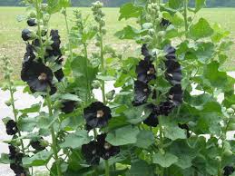 Image result for Alcea rosea nigra