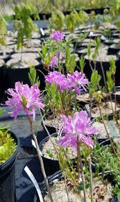 Attēlu rezultāti vaicājumam “Rhododendron canadense”