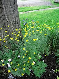 Attēlu rezultāti vaicājumam “Anthemis tinctoria flower”