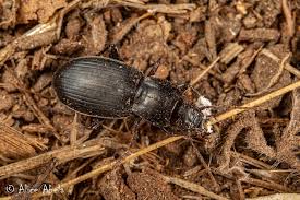 Attēlu rezultāti vaicājumam “Pterostichus sp.”