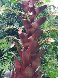 Attēlu rezultāti vaicājumam “Arcyria imperialis stalked”