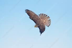 Image result for Falco columbarius
