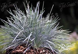 Attēlu rezultāti vaicājumam “Koeleria glauca flower”