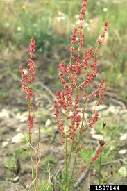 Attēlu rezultāti vaicājumam “Rumex acetosa bud”
