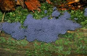 Attēlu rezultāti vaicājumam “Cribraria argillacea”