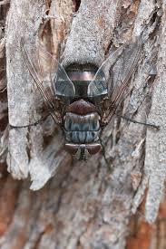 Attēlu rezultāti vaicājumam “Cytilus sericeus”