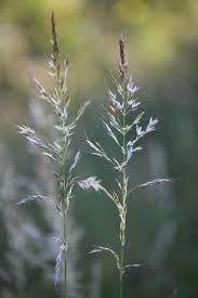 Attēlu rezultāti vaicājumam “Arrhenatherum elatius”