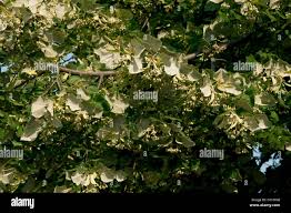 Attēlu rezultāti vaicājumam “Tilia tomentosa fruit”