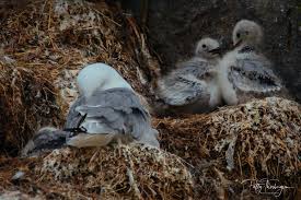 Attēlu rezultāti vaicājumam “Rissa tridactyla nest”