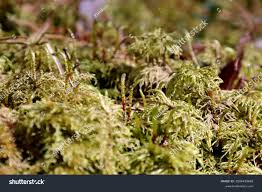 Attēlu rezultāti vaicājumam “Hylocomium splendens sporophyte”
