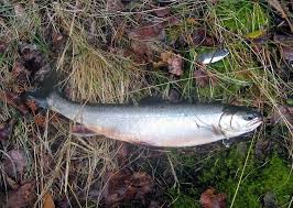 Image result for Salvelinus alpinus taranetzi