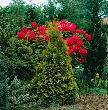 Attēlu rezultāti vaicājumam “Thuja occidentalis flower”