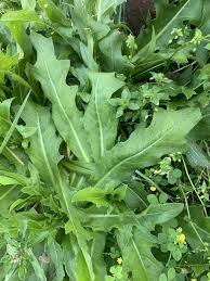 Image result for Zichorie