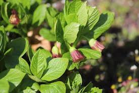 Attēlu rezultāti vaicājumam “Scopolia carniolica leaf”
