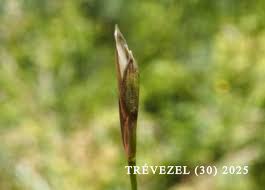 Attēlu rezultāti vaicājumam “Glyceria fluitans fruit”