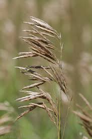 Attēlu rezultāti vaicājumam “Bromopsis inermis”